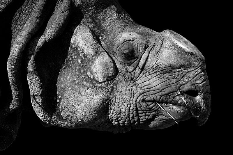 Portrait Mr. Rhino