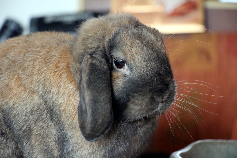 Portrait Mümmel