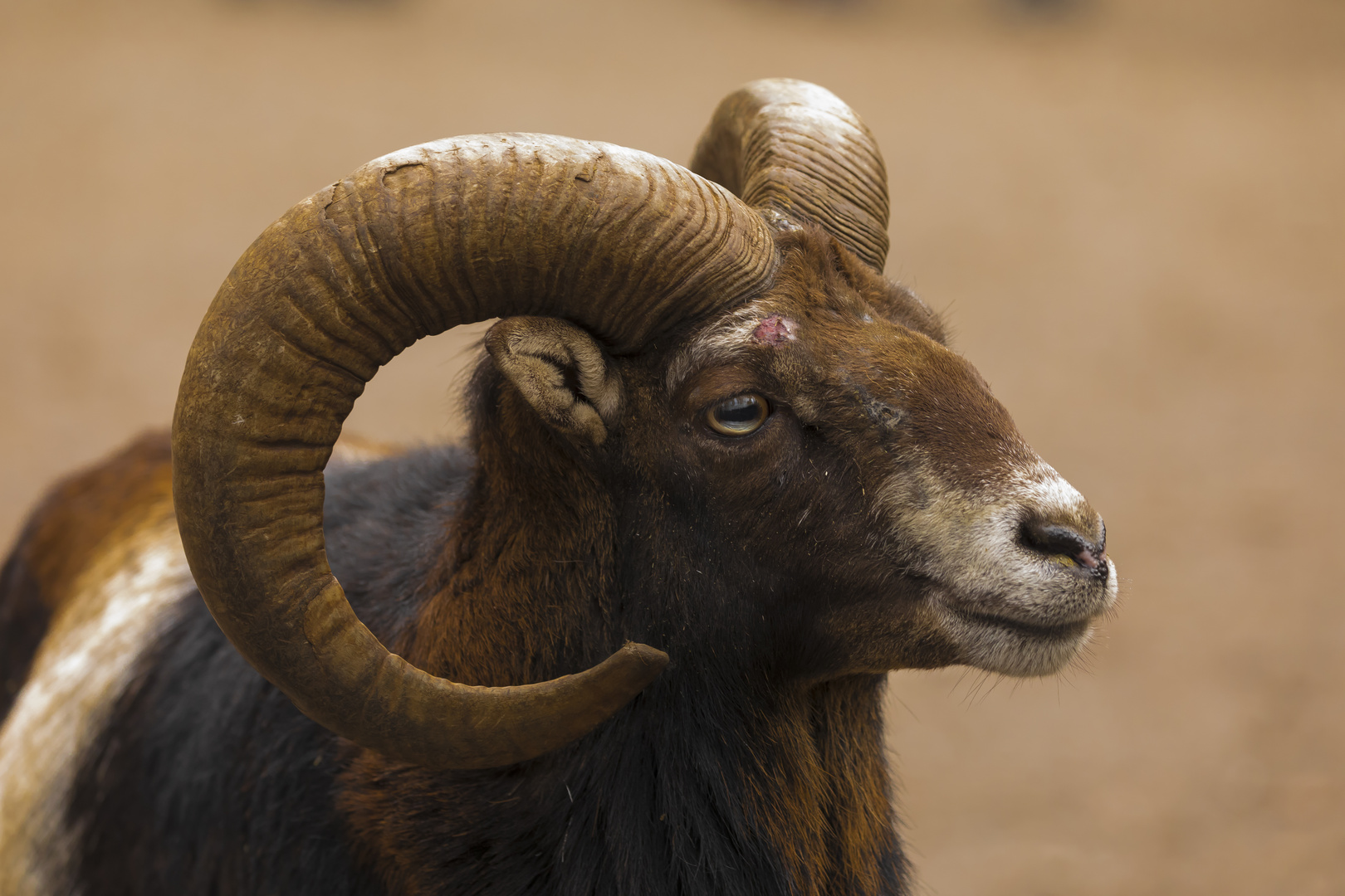 Portrait Mufflon mit leichter Kampfspur 