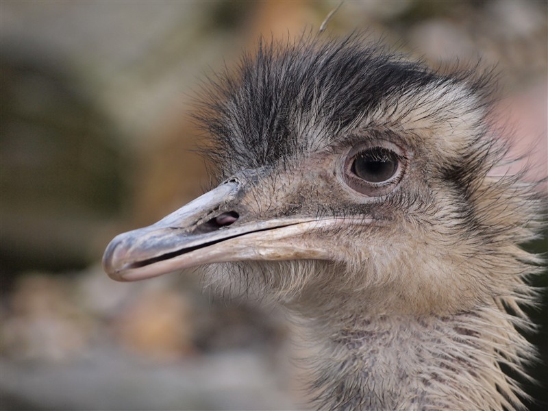 Portrait Nandu