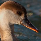 Portrait Nette rousse