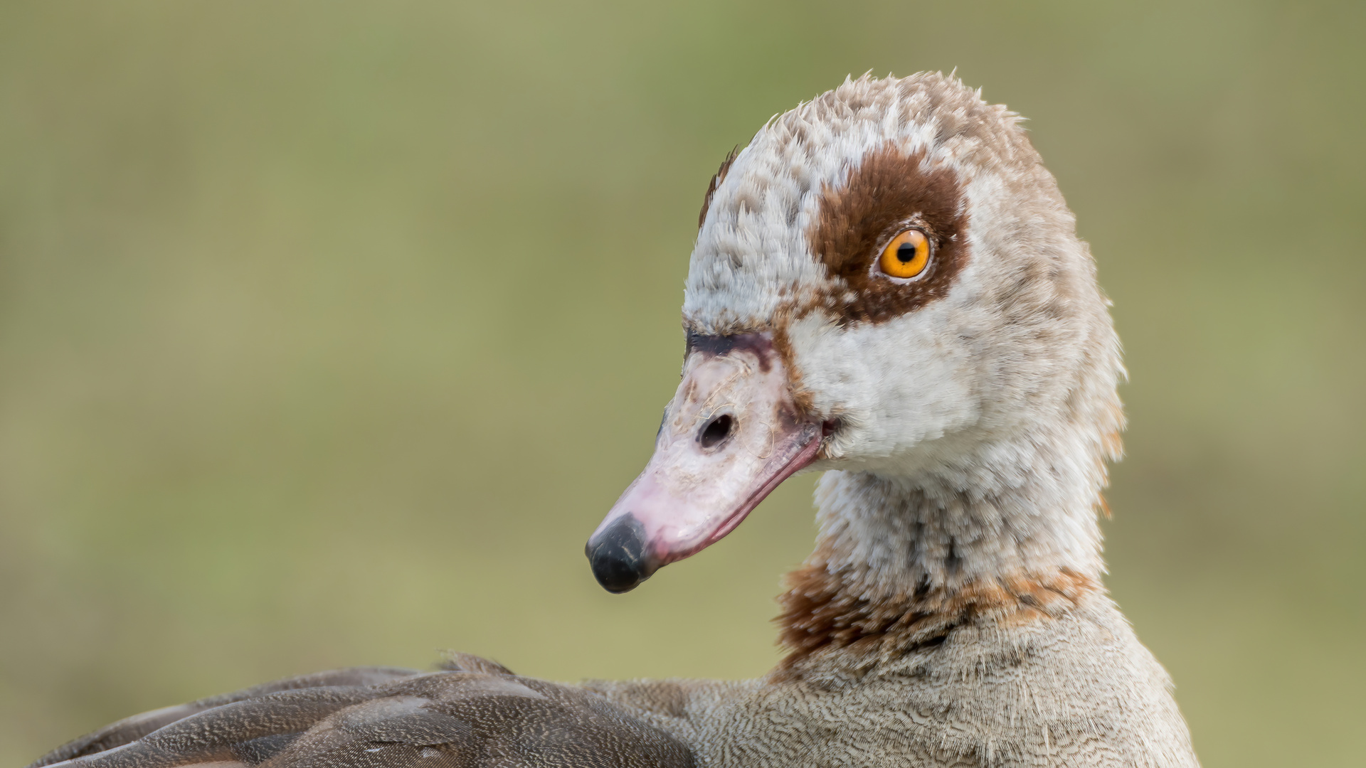 Portrait Nilgans