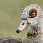 Portrait Nilgans