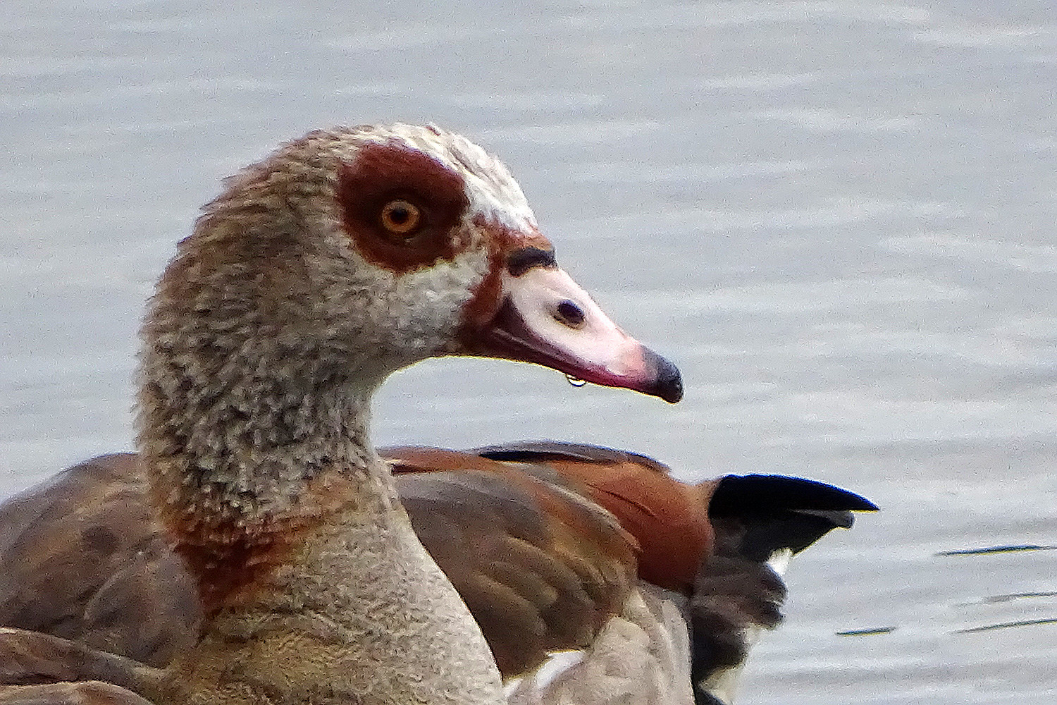 Portrait Nilgans