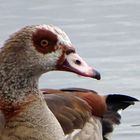 Portrait Nilgans