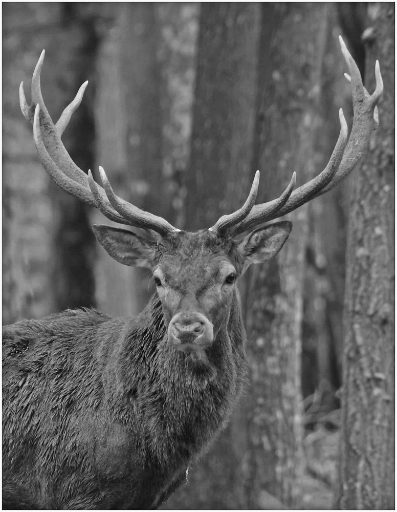 Portrait noir et blanc...