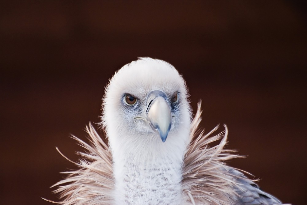 Portrait Norbert