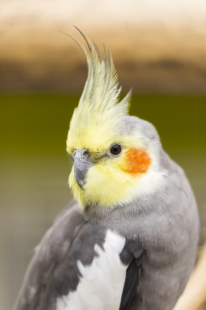 Portrait Nymphensittich 