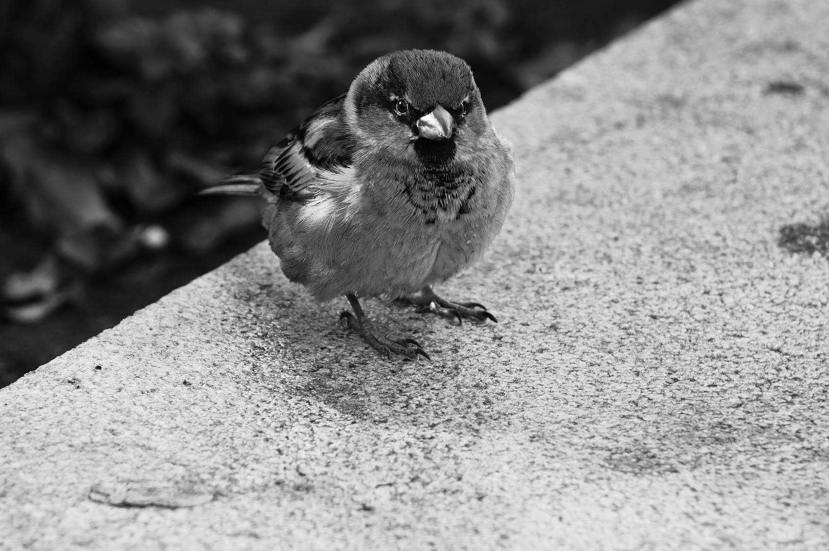 Portrait of a bird