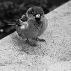 Portrait of a bird