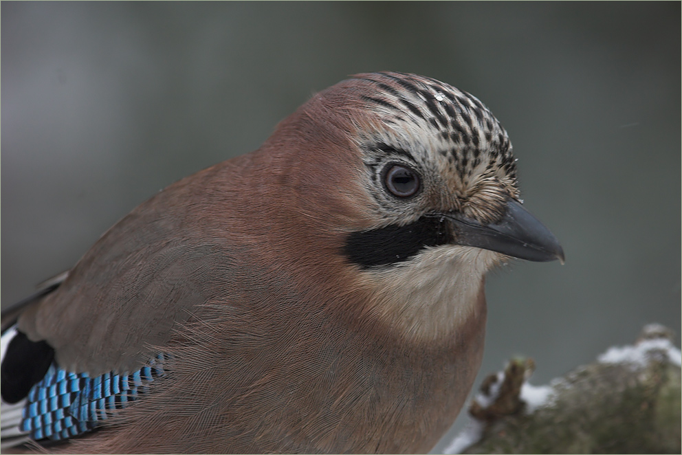 Portrait of a bird