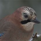 Portrait of a bird