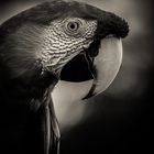 Portrait of a bird [I]
