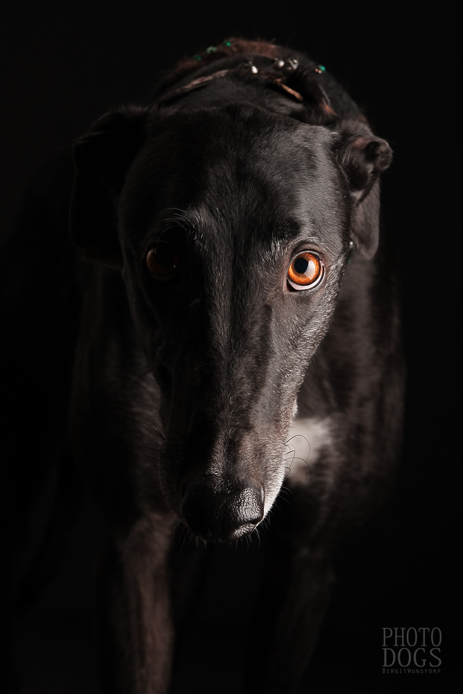 Portrait of a black Greyhound 