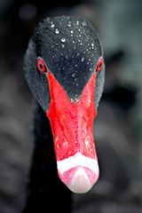 Portrait of a Black Swan