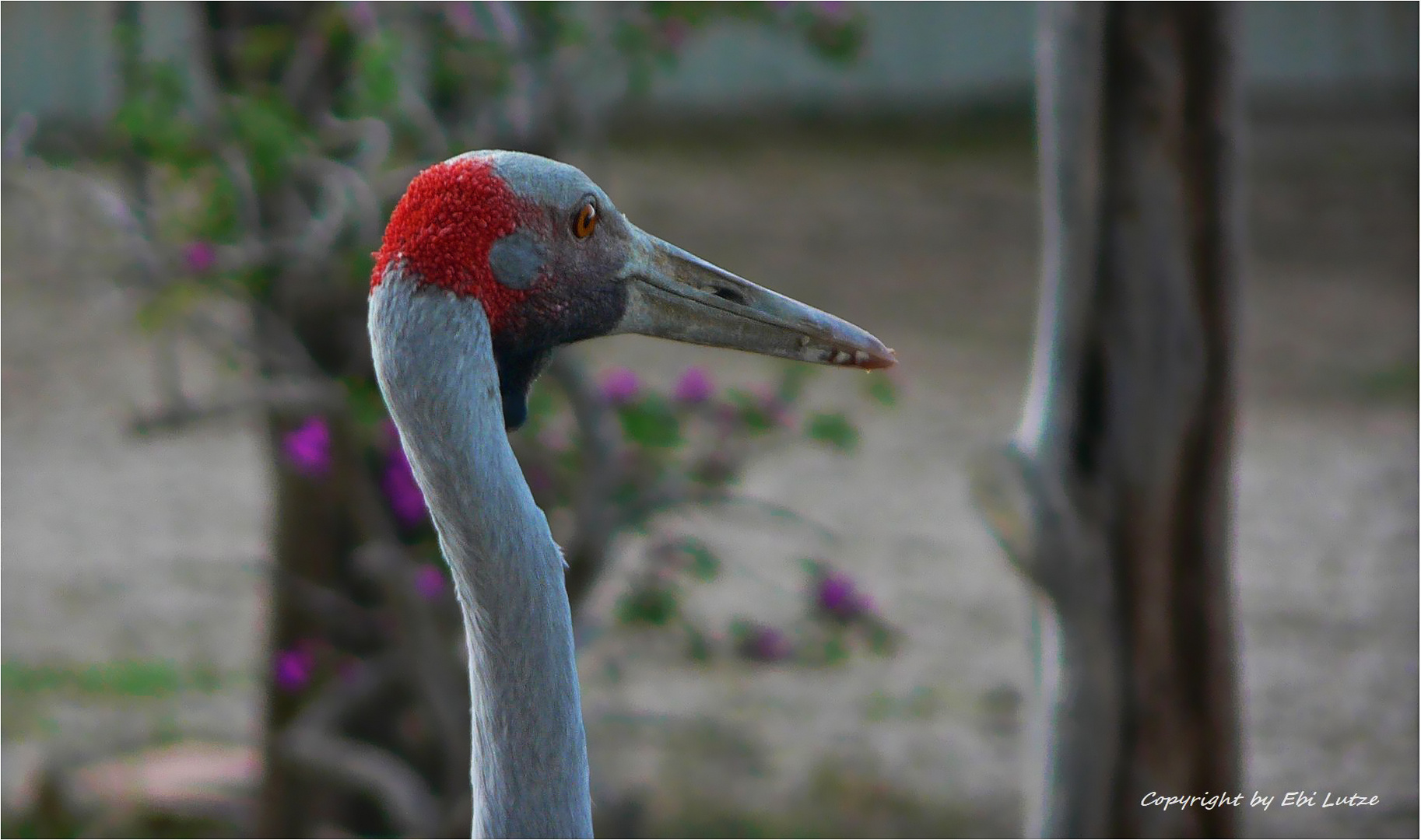 * portrait of a Brolga * 