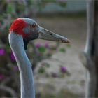 * portrait of a Brolga * 