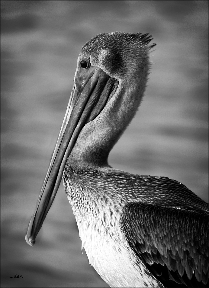 Portrait of a Brown Pelican.....