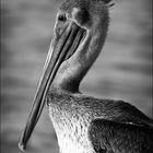 Portrait of a Brown Pelican.....