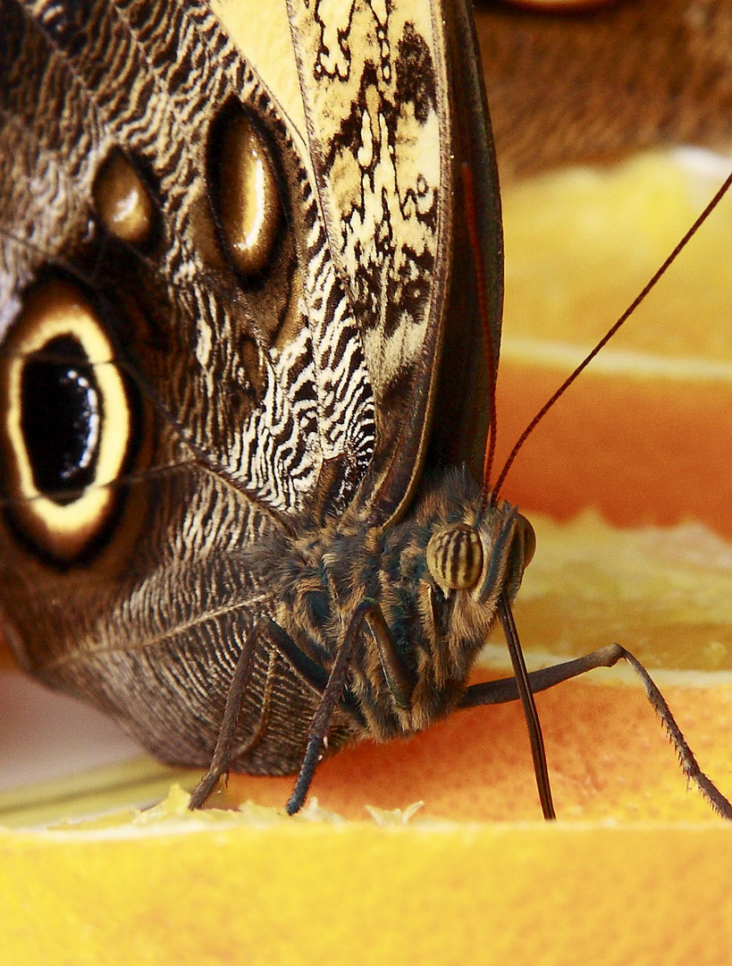 portrait of a butterfly