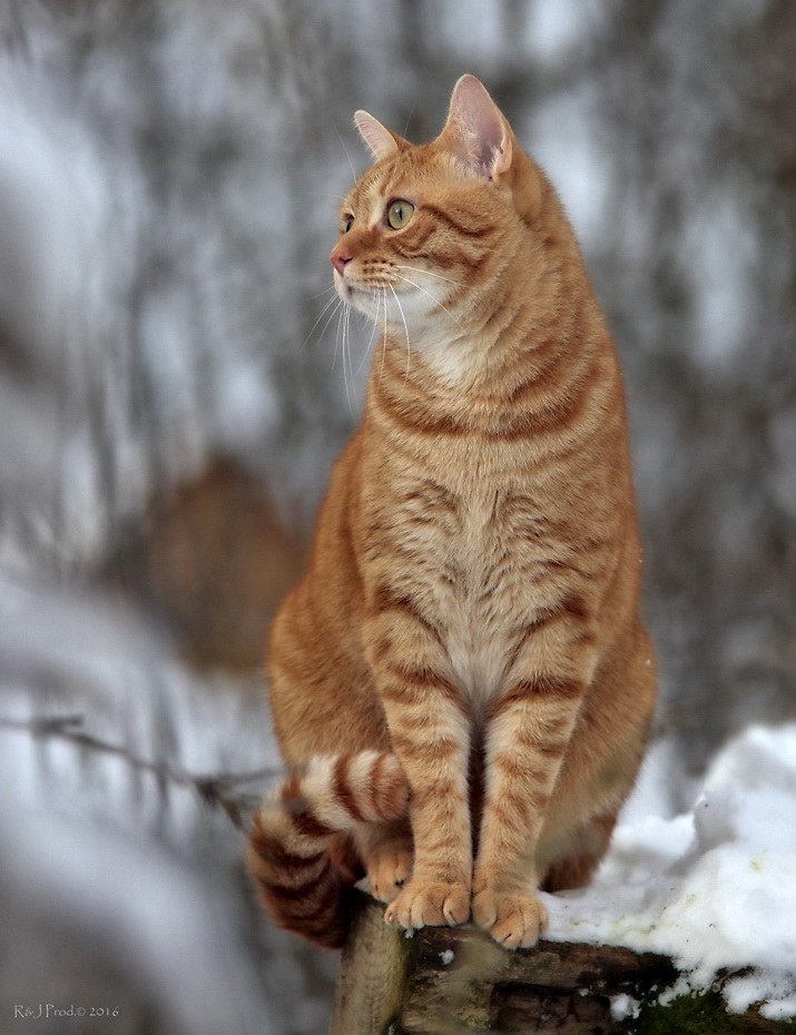 portrait of a cat