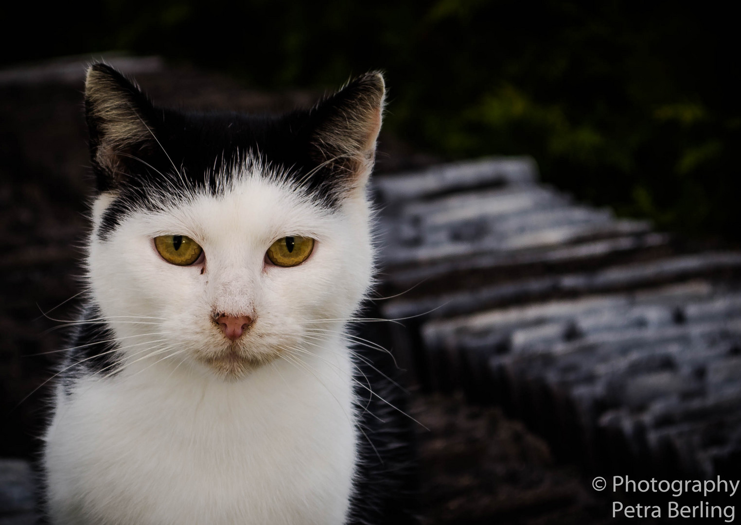 Portrait of a Cat