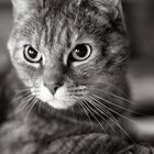 ''' portrait of a cat