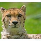 Portrait of a cheetah