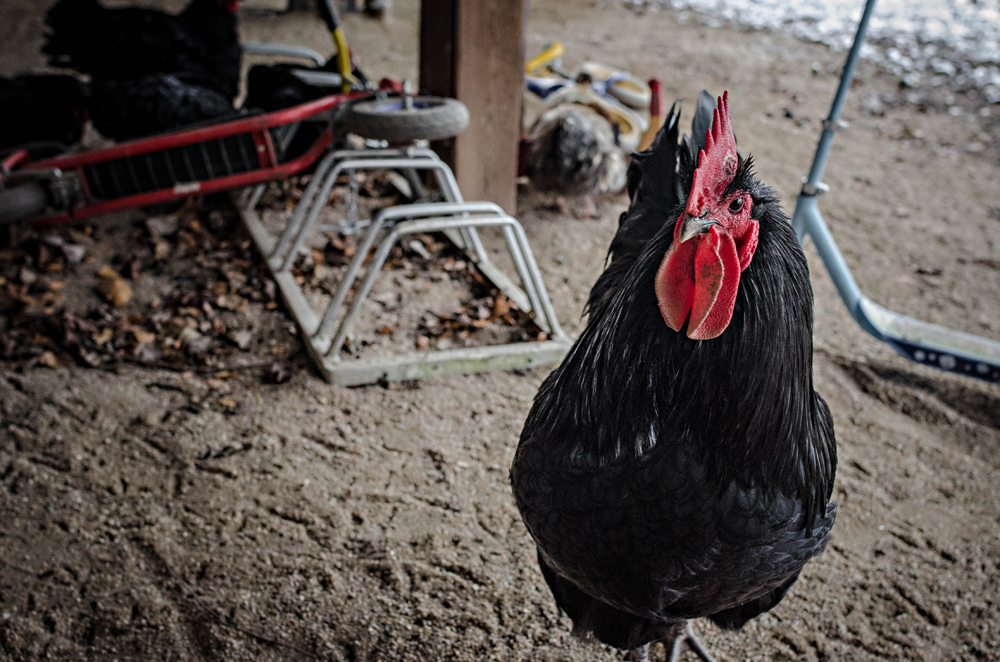 Portrait of a Cock