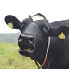 Portrait of a Cow