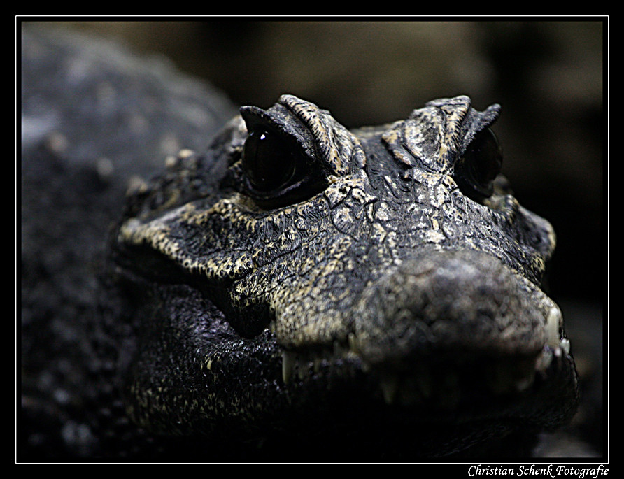 **portrait of a crocodile**