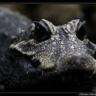 **portrait of a crocodile**