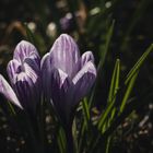 Portrait of a crocus