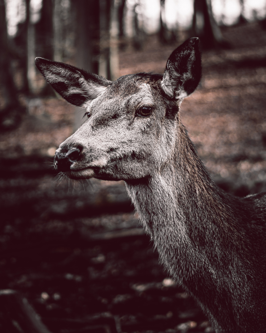 Portrait of a Deer