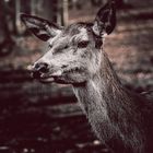 Portrait of a Deer