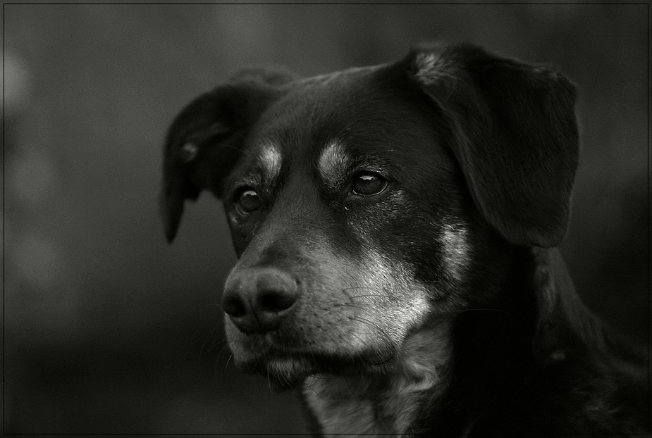 Portrait of a dog