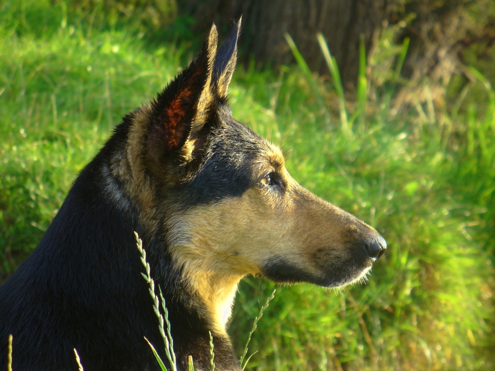 Portrait of a dog