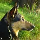 Portrait of a dog