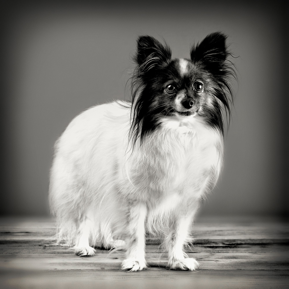 portrait of a dog II