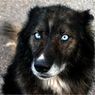 Portrait of a Dog with Eyes of ice