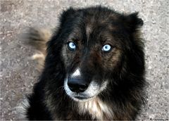 Portrait of a Dog with Eyes of ice
