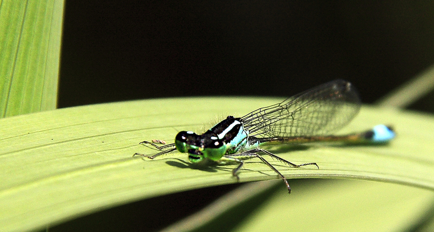 portrait of a dragon-fly