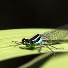 portrait of a dragon-fly