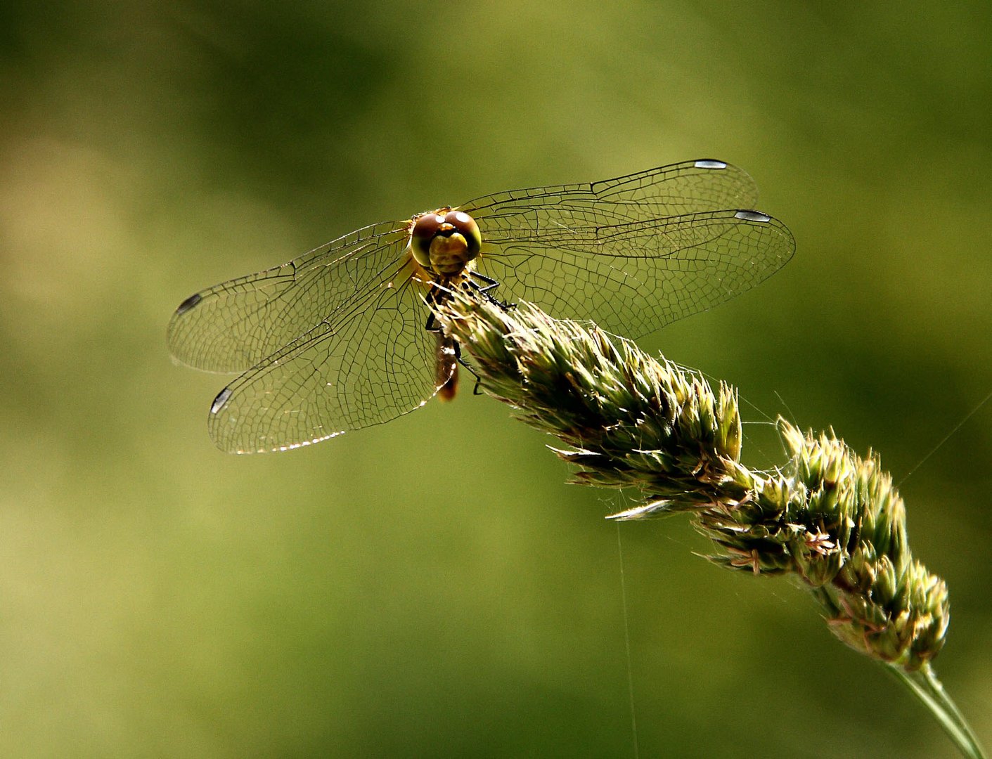 portrait of a dragonfly