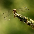 portrait of a dragonfly