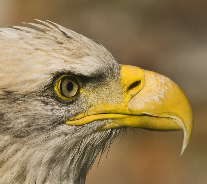 Portrait of a Eagle