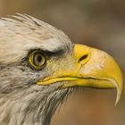 Portrait of a Eagle