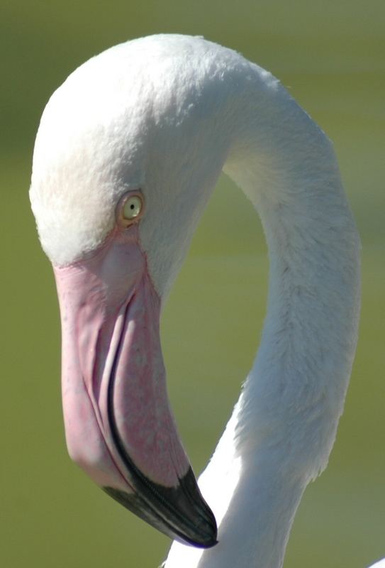 Portrait of a flamingo