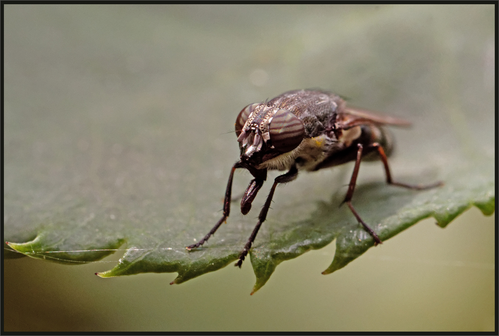 Portrait of a Fly