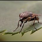 Portrait of a Fly